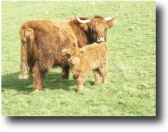 A new calf
