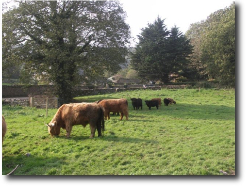 A group of highland cattle