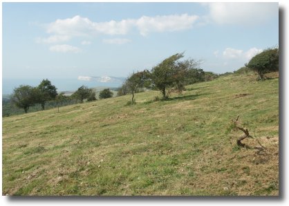 Until the Great Storm, coniferous forest then dense scrub, now chalk grassland