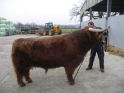Iasgair being prepared by Charlie Maclean for Oban Show