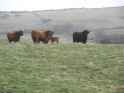 Iasgair's first calf