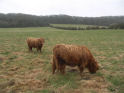 New arrivals from Oban and Islay at Rew Farm 2 