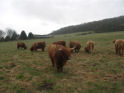 New arrivals from Oban and Islay at Rew Farm 3 