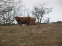 Retired cows grazing at Idlecombe.&nbsp;6 years ago this was impenetrable scrub.