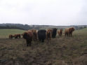 Yearlings at Rew Farm