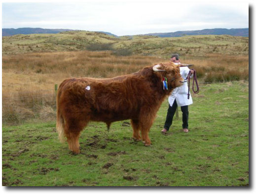 Champion Bull Iasgair of Mottistone