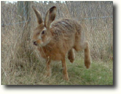 Brown Hare