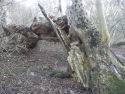 Ancient woodland and deadwood 