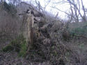 Ancient woodland and deadwood 