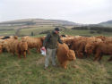 Yearling Highlanders at Rew