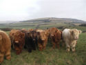 Yearling Highlanders at Rew