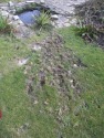 Badger scratchings at Rew Farmhouse garden