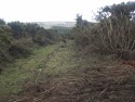 Gorse management 1