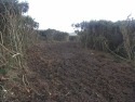 Gorse management 2