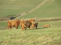 Lucy of Balure with heifer calf by Ruairidh of Glengarnock