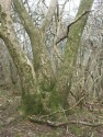 Rew Copse