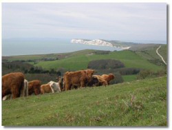 Mottistone Down