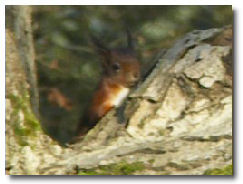 The Red Squirrel